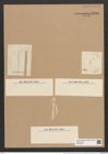 Rhaphoneis lancettula var. jutlandica Grun. (de-Toni-Nr.: Genus 78, Species 2839) Zeichnungen Sammlung Grunow Nr. 5799 (NHMW-BOT-W0374208)
